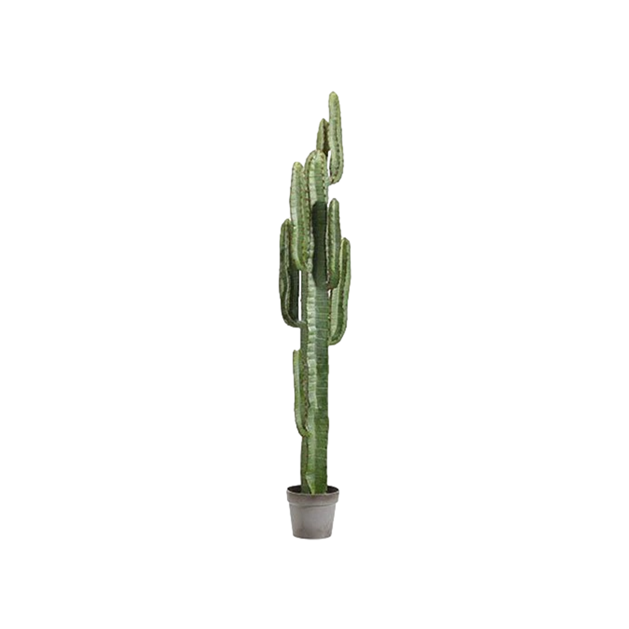 Cactus Tree (5&#39;)