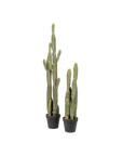 Cereus Cactus (3')