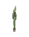 Cactus Tree (5')