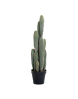 Cereus Cactus (3')
