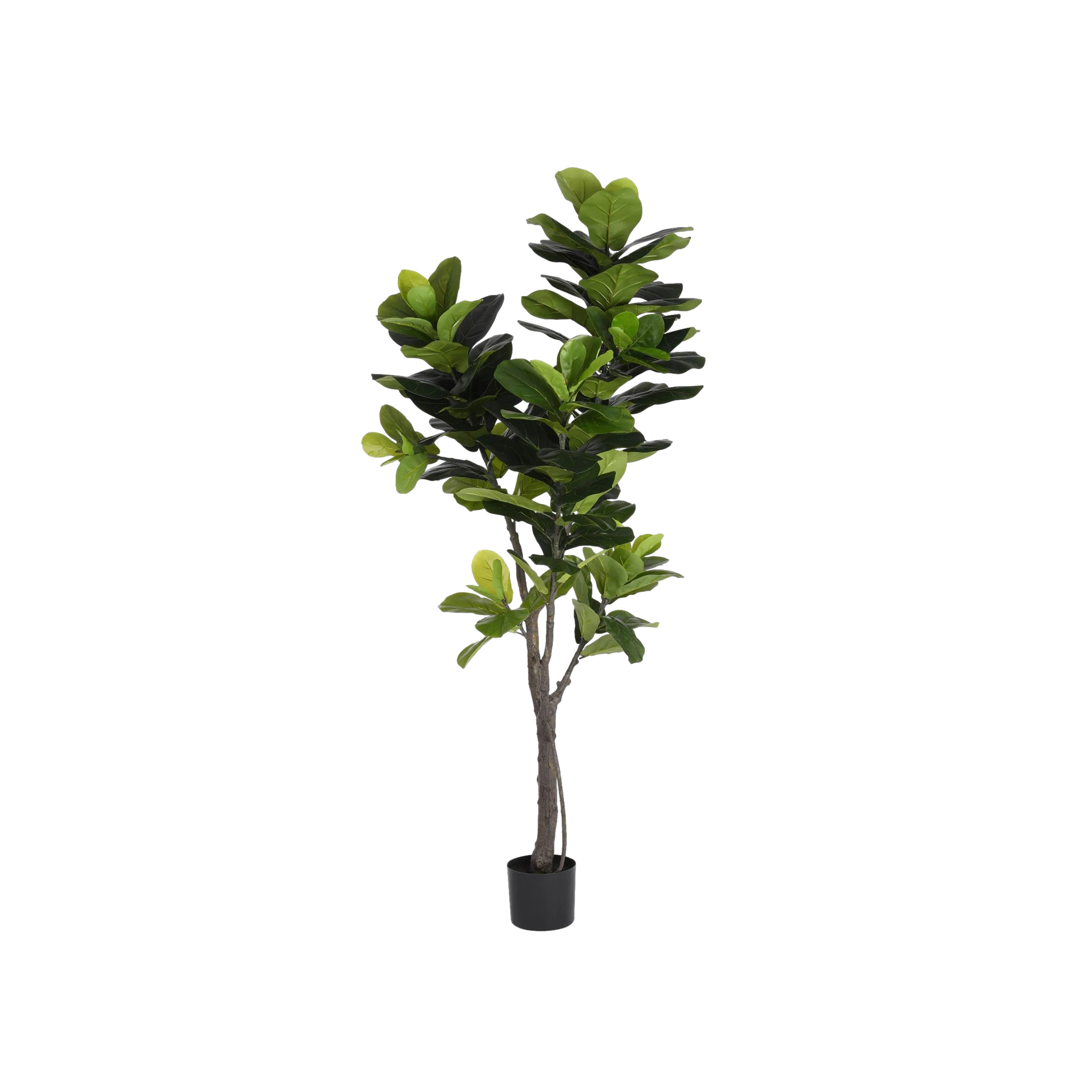 Fiddle Leaf Fig (6.5') – Mayker Events