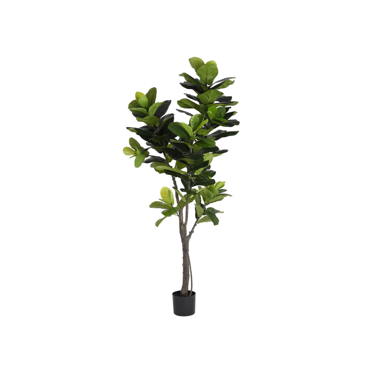 6' fiddle leaf fig tree Fiddle Leaf Fig (6.5') – Mayker Events