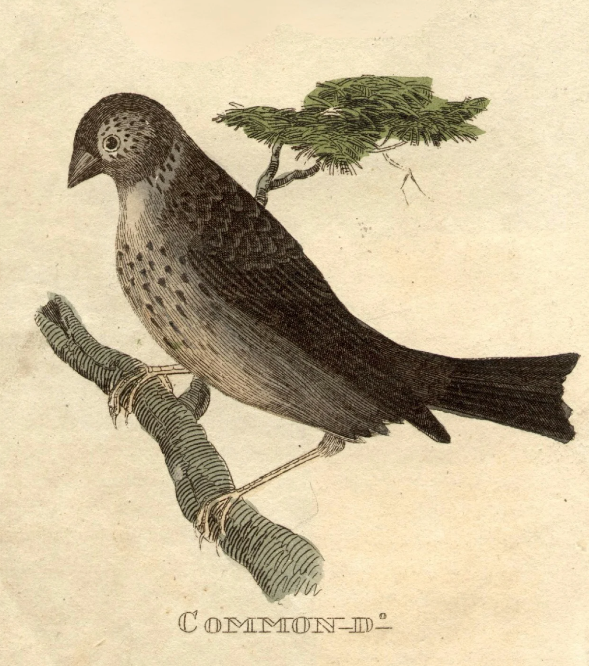 Collier Hall - Group D