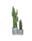 Cactus Tree (5')