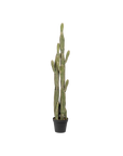 Cereus Cactus (3')