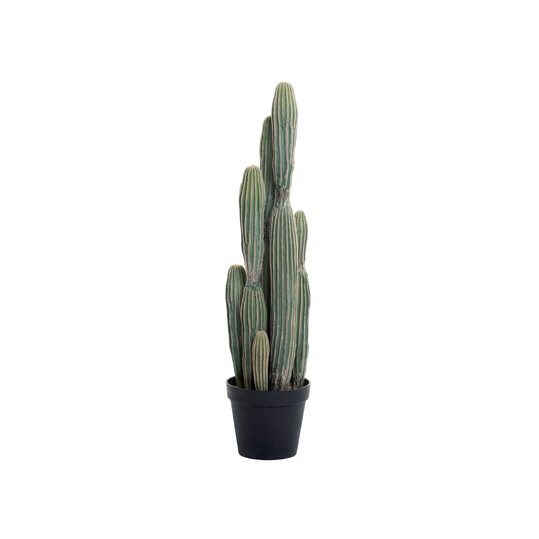Cereus Cactus (3&#39;)