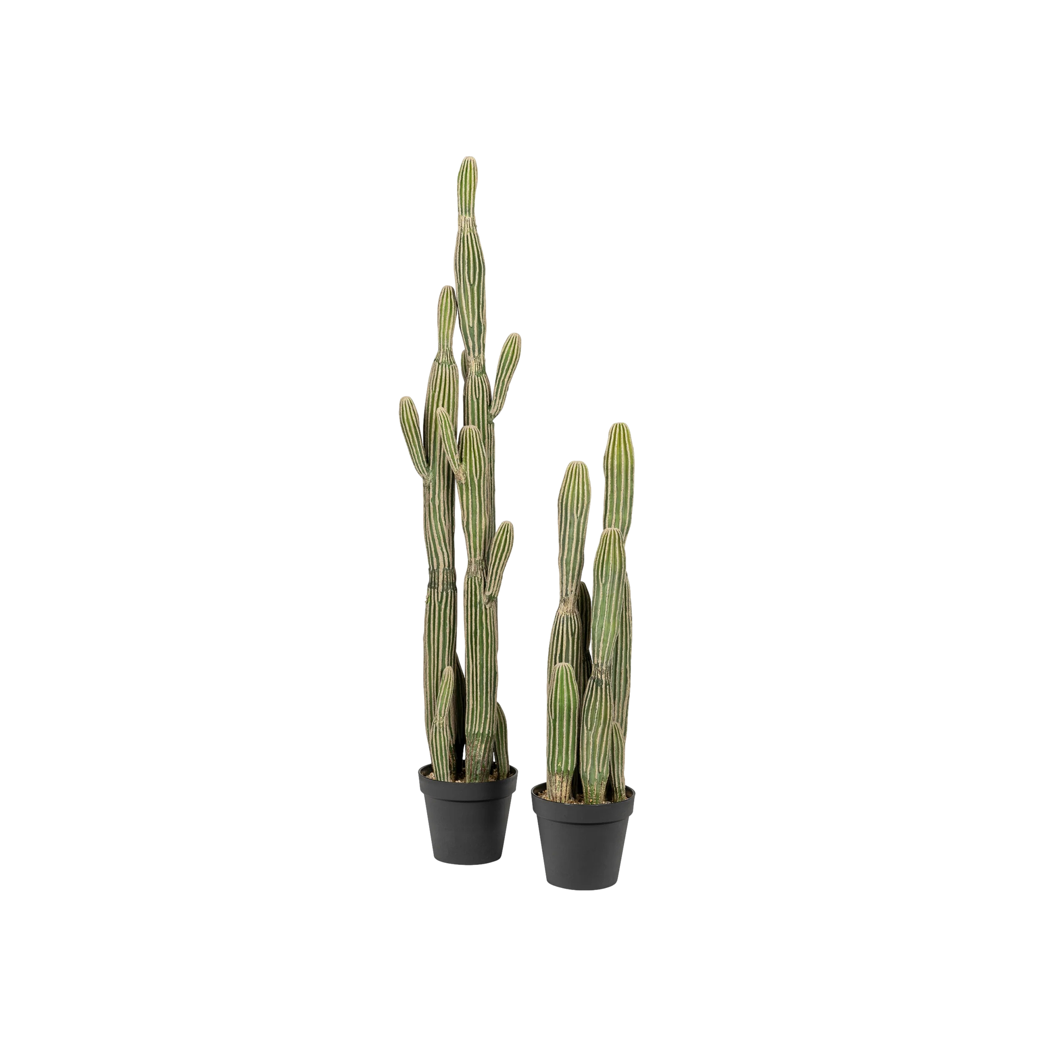 Cereus Cactus (3&#39;)