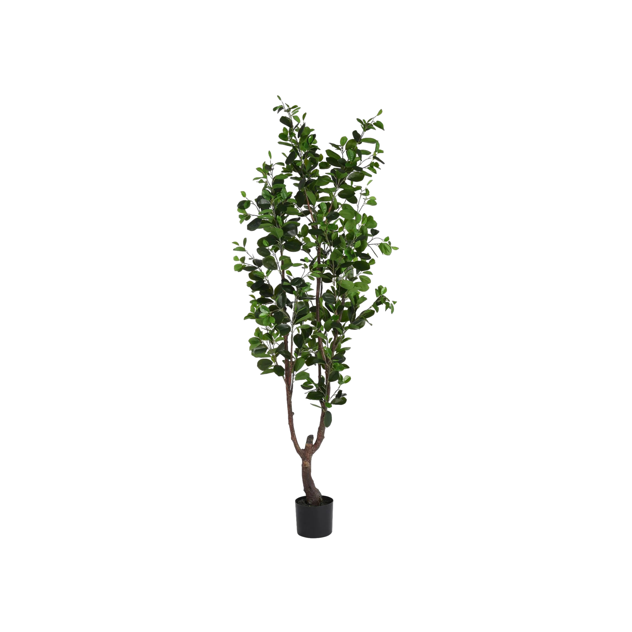 Ficus Tree (6&#39;)